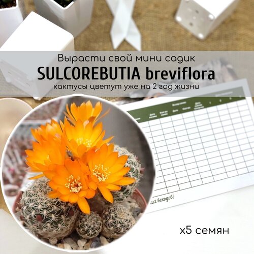 ,    (Sulcorebutia breviflora)      , ,    360 