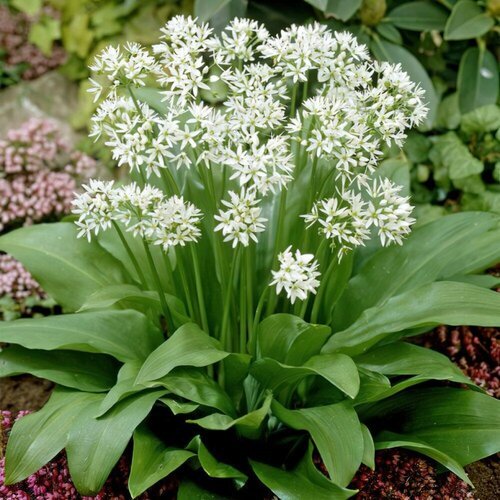  -  (. Allium ursinum)  35, ,    360 