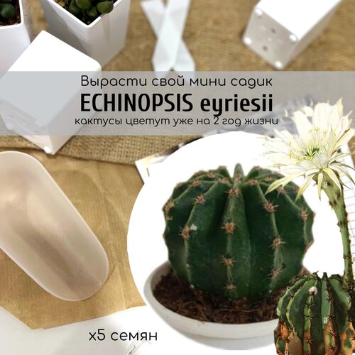   ,       . Echinopsis eyriesii    , ,    340 