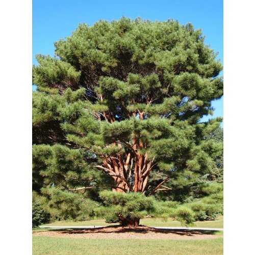    ( ) / Pinus densiflora, 15 , ,    387 
