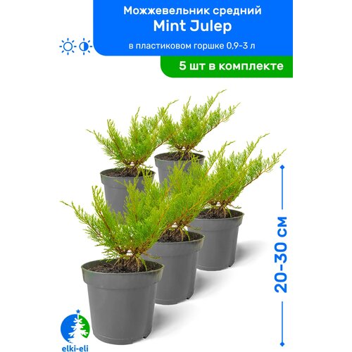   Mint Julep ( ) 20-30     0,9-3 , ,   ,   5 , ,    3995 
