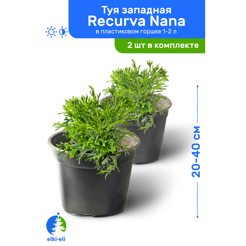   Recurva Nana ( ) 20-40     1-2 , ,   ,   2 , ,    2200 