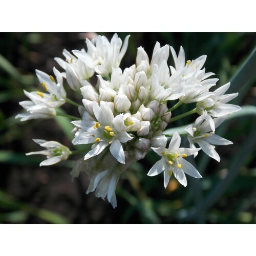   -  (. Allium ramosum)  30, ,    313 