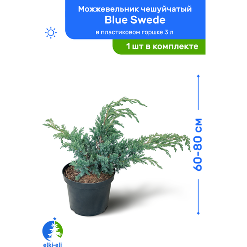   Blue Swede ( ) 60-80     3 , ,   , ,    3950 