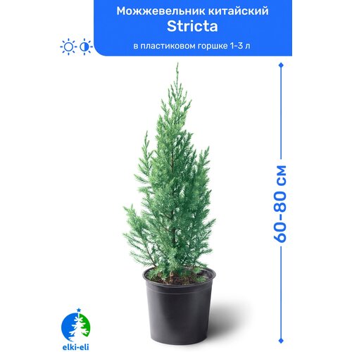   Stricta () 60-80     2-5 , ,   , ,    3950 