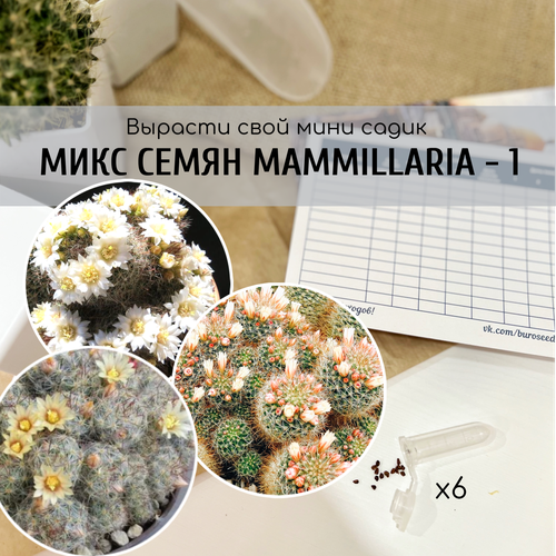      (: Mammillaria crinita v. Seideliana prolifera / zeilmanniana v albiflora )    , ,    370 