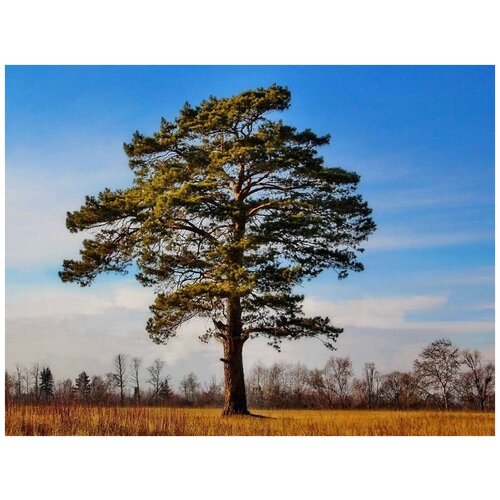   (. Pinus sylvestris)  50, ,    339 