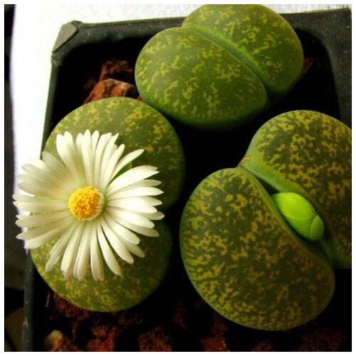     Lithops lesliei lbinica  036 10 ., ,    400 