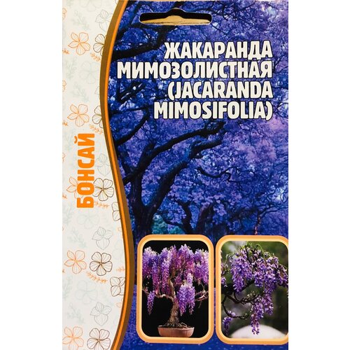    (Jacaranda mimosifolia) (5 ), ,    240 