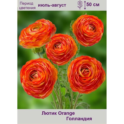   (Orange) 15  , ,    620 