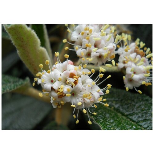   (. Viburnum rhytidophyllum)  15, ,    370 