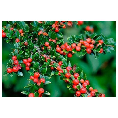   (. Cotoneaster horizontalis)  25, ,    308 