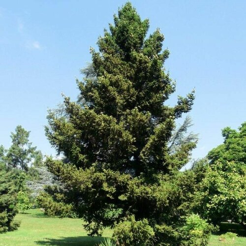    (Picea wilsonii), 20 , ,    400 