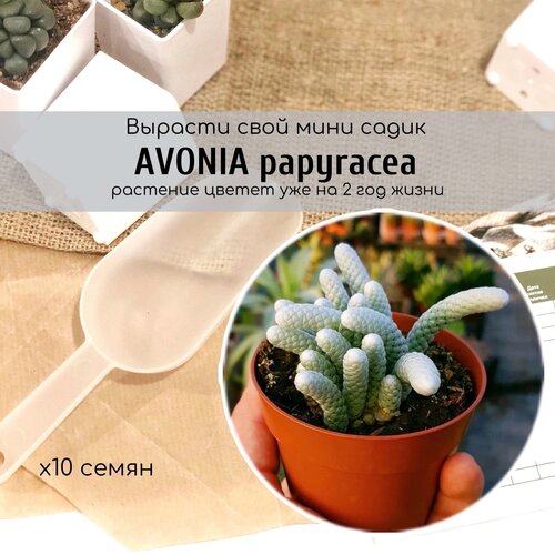    / Avonia papyracea    ,   , ,    360 