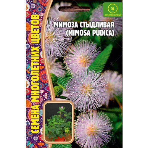    (Mimosa pudica) (20 ), ,    189 