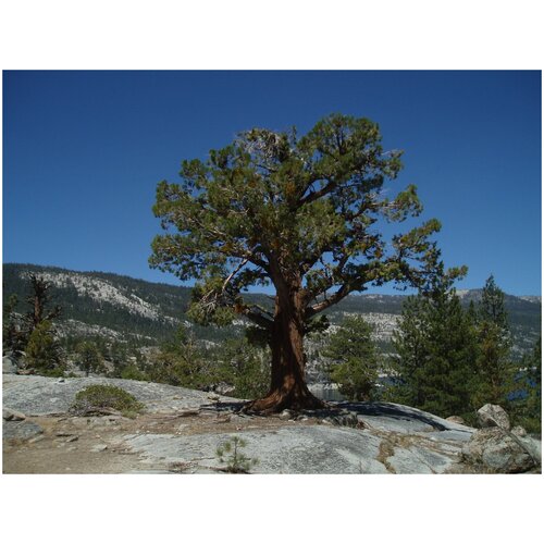   (. Juniperus occidentalis)  5    25, ,    339 
