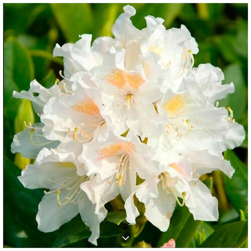   -   (. Rhododendron caucasicum)  10 , ,    523 
