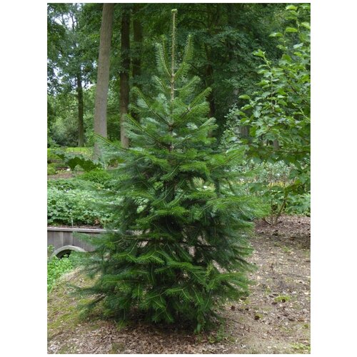   - (Abies pindrow), 10 , ,    420 