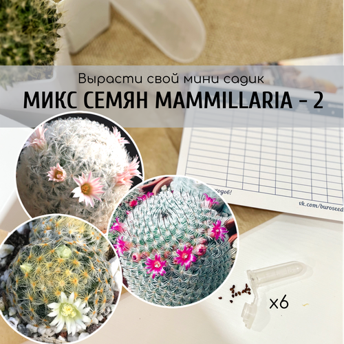          (Mammillaria schiedeana / plumosa / haageana ssp. elegans)    , ,    370 