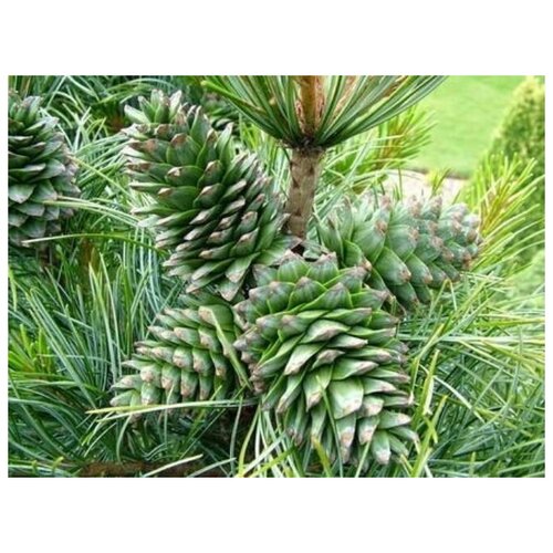   -   (. Pinus koraiensis)  20, ,    339 
