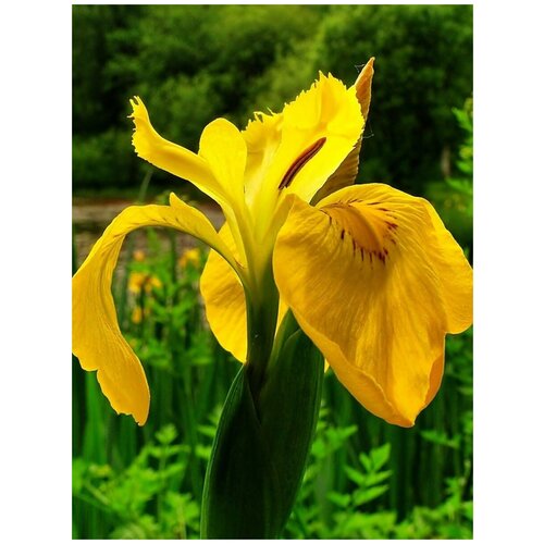     (Iris pseudacorus), 10 , ,    400 