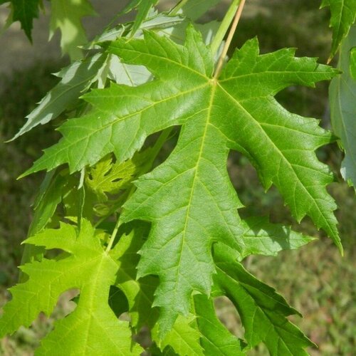    () / Acer saccharinum, 10 , ,    430 