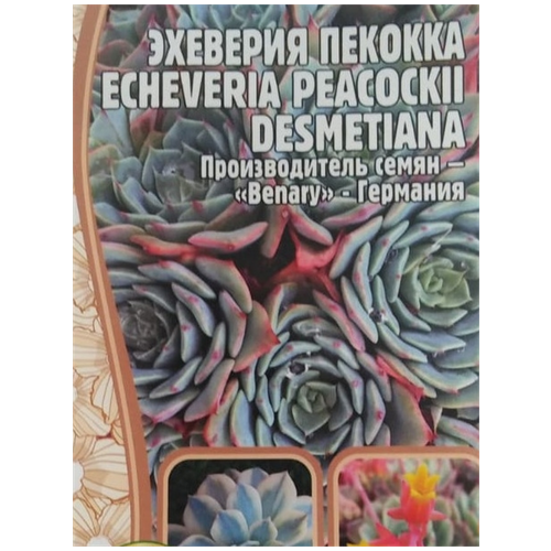    (Echeveria Peacockii desmetiana) (5 ), ,    210 