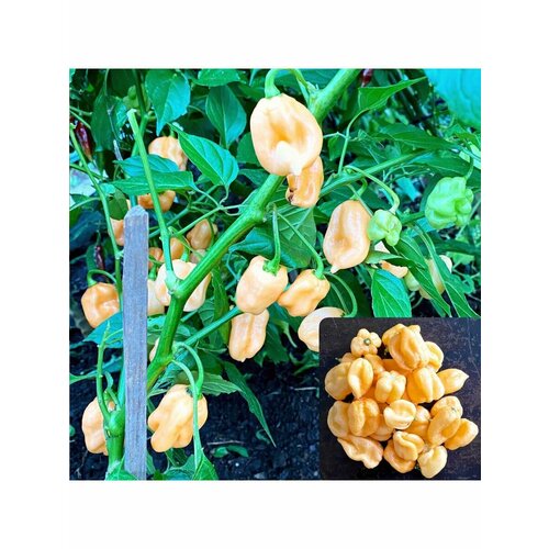    (Peach Trinidad Scorpion) 5 ., ,    760 