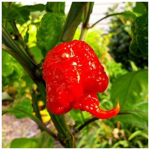     Carolina Reaper 5 ., ,    390 