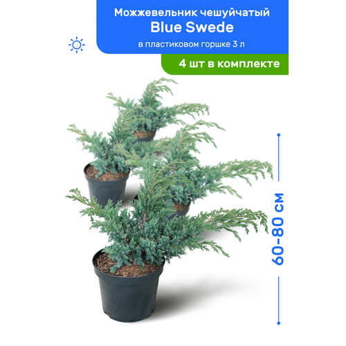   Blue Swede ( ) 60-80     3 , ,   ,   4 , ,    14600 