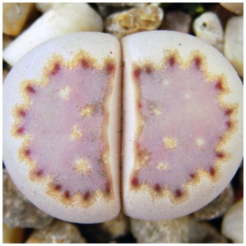     Lithops julii ssp. fulleri 10 ., ,    350 