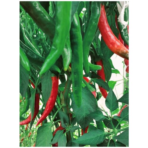    Guntur chili ( ), 5 , ,    350 