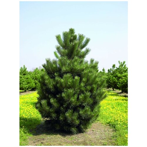    (Pinus nigra), 15 , ,    450 