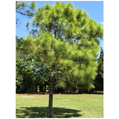    (Pinus elliottii), 10 , ,    420 
