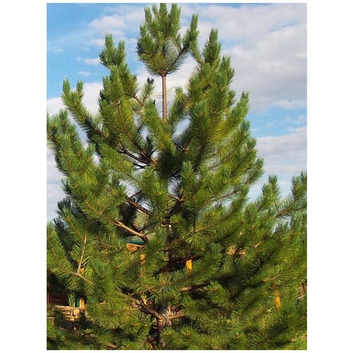   (Pinus peuce), 10 , ,    360 