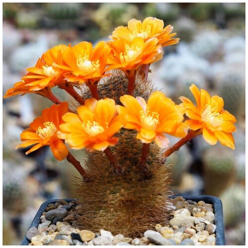     Rebutia kieslingii WR-694 10 ., ,    350 