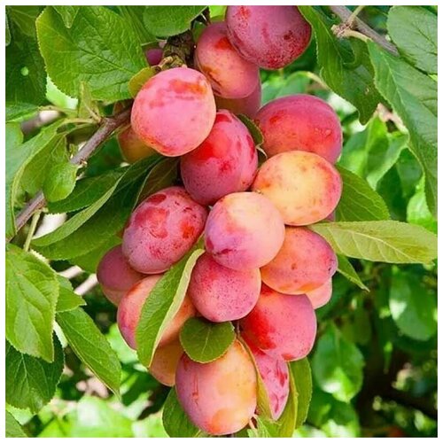   (. Prunus cerasifera)  5, ,    365 