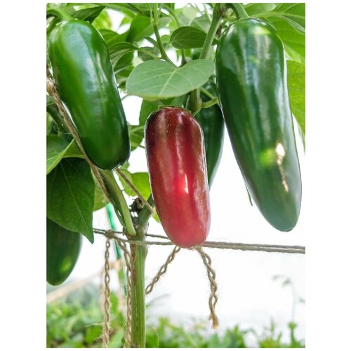    Jalapeno giant red (  ), 5 , ,    360 