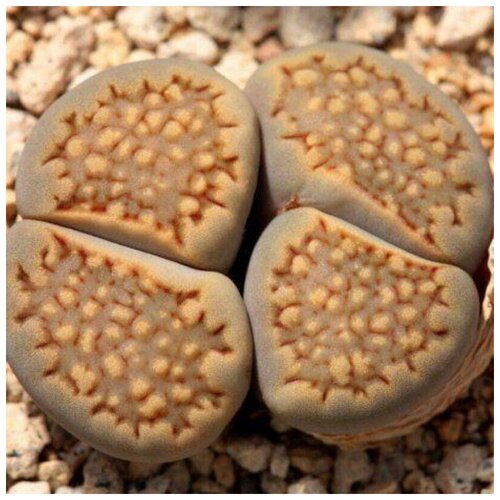     Lithops hallii C-375 10 ., ,    350 