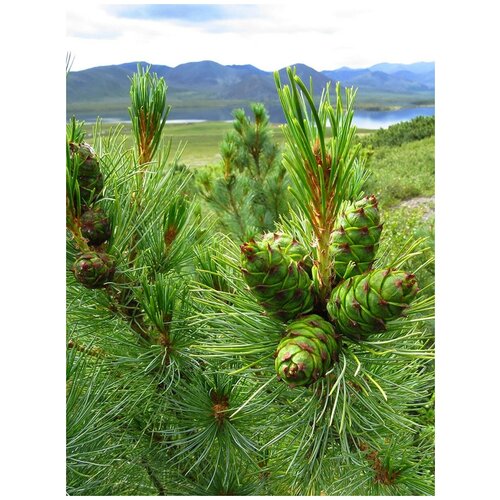    (Pinus pumila), 30 , ,    350 