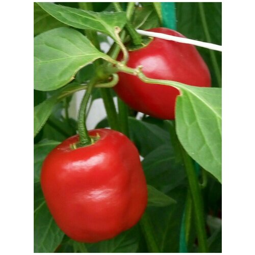    Rocoto red ( ), 5 , ,    380 