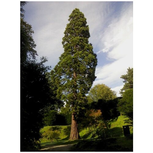    (Sequoia sempervirens), 20 , ,    400 