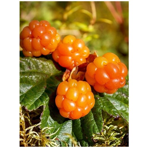    (Rubus chamaemorus), 5 , ,    342 