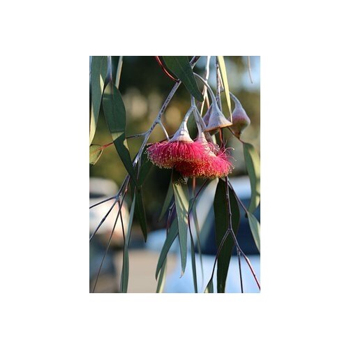   -   -   (. Eucalyptus hybrida)  500, ,    352 