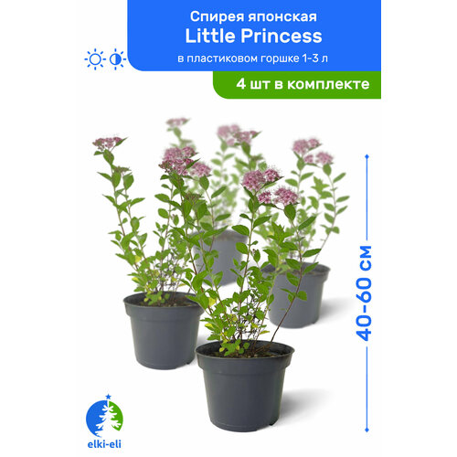   Little Princess ( ) 40-60     1-3 , ,   ,   4 , ,    5580 