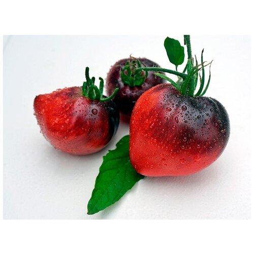    (. Solanum lycopersicum)  10, ,    330 