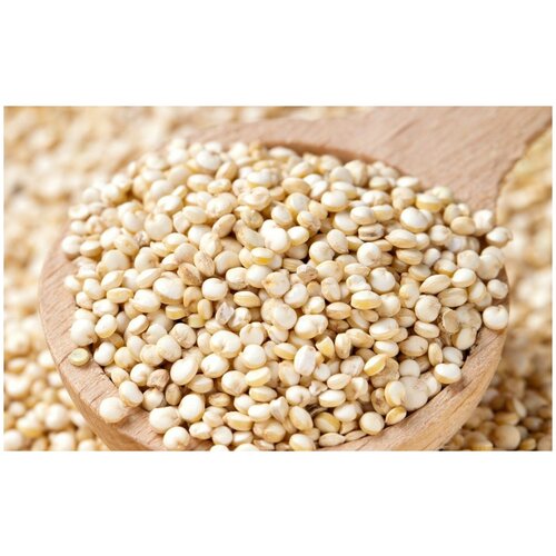   (. Chenopodium quinoa)  250, ,    311 