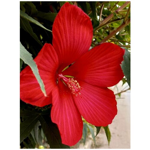     (Hibiscus herbaceous), 10 , ,    410 