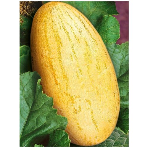    (Mirza melon), 15 , ,    380 