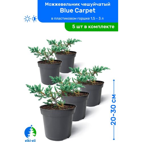   Blue Carpet ( ) 20-30     0,9-3 , ,   ,   5 , ,    5475 